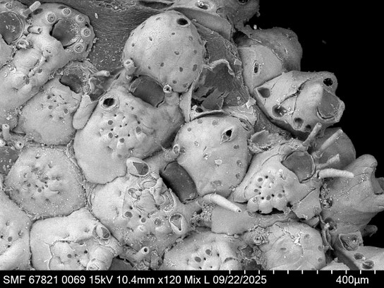Bryozoa Art: Puellina gattyae (Landsborough 1852) aus Bryozoen Sammlung Senckenberg Frankfurt,