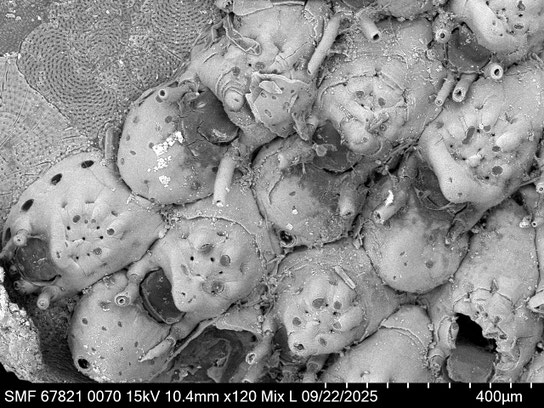 Bryozoa Art: Puellina gattyae (Landsborough 1852) aus Bryozoen Sammlung Senckenberg Frankfurt,  