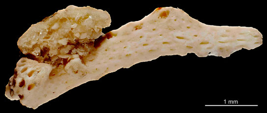 Bryozoa Art: Meliceritella steenstrupi Pergens & Meunier aus Bryozoen Sammlung Senckenberg Frankfurt,  CC BY: Michael Sondermann