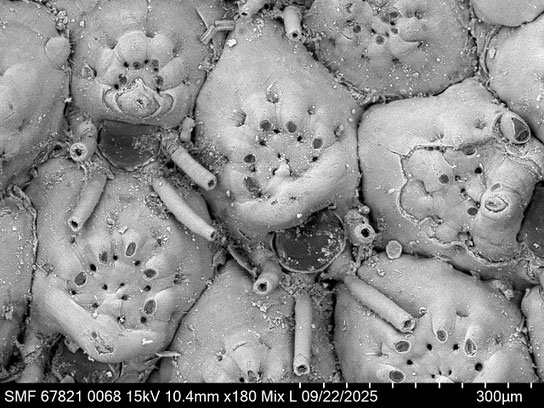 Bryozoa Art: Puellina gattyae (Landsborough 1852) aus Bryozoen Sammlung Senckenberg Frankfurt,  
