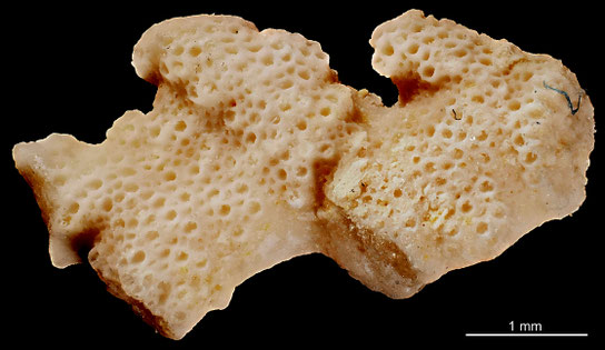 Bryozoa Art: Neoretenoa erhardi Viskova 1972 aus Bryozoen Sammlung Senckenberg Frankfurt, CC BY: Michael Sondermann