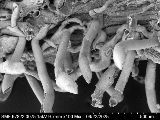 Bryozoa Art: Aetea sica (Couch 1844) aus Bryozoen Sammlung Senckenberg Frankfurt,  