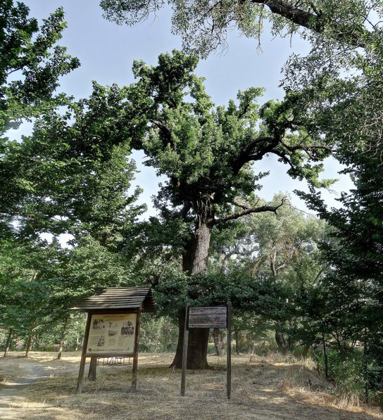 ROBLE DEL PUENTE DE HIERRO. Casa de Campo. Madrid.