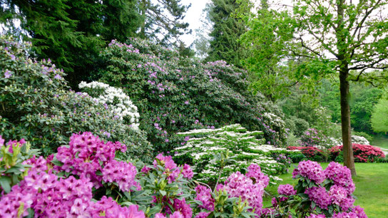 Gartenfoto auf der Gartenreise nach England