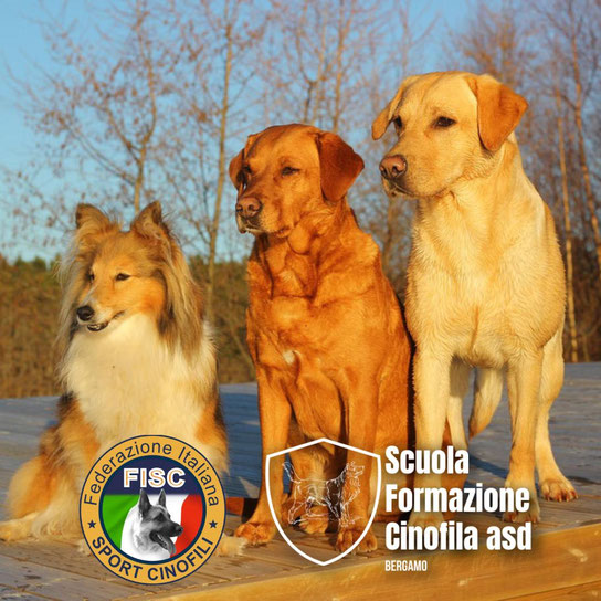 Corso addestratore cani Treviglio