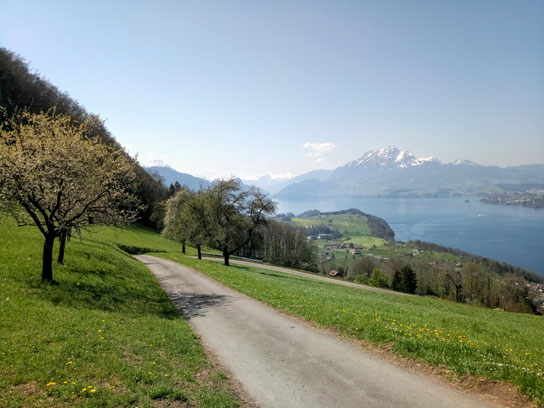 Schöne Aussicht über den Vierwaldstättersee bis zum Pilatus