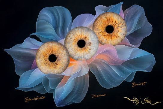 Oz' Iris, Photographie d' Iris à Millau ( Aveyron )