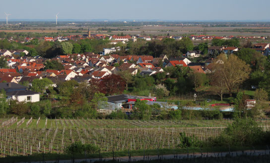 Am Ortsrand von Deidesheim liegt wunderbar mitten in den Weinbergen die "Oase im Paradiesgarten", das Schwimmbad.