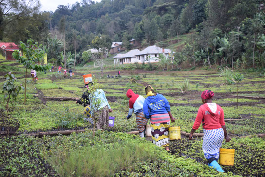 saving africa's forests: friends of usambara members at a tree nursery