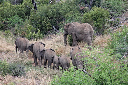 Lutter contre la déforestation et protéger les espèces animales comme les éléphants d'afrique