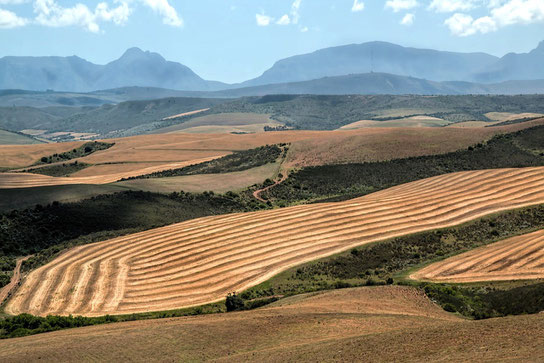 l'impact de l'environnement sur les paysages de la forêt africaine