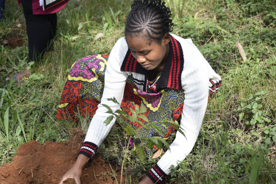 saving the african forest: member of the Friends of usambara association planting a tree