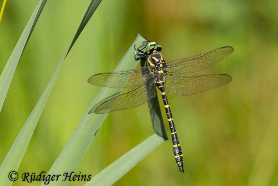 Zweigestreifte Quelljungfer, Cordulegaster boltonii, Männchen