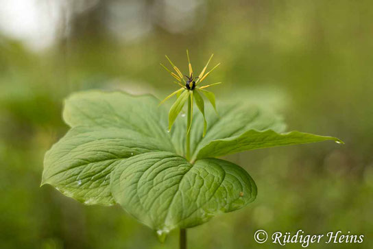 Paris quadrifolia (Vierblättrige Einbeere), 16.5.2021 