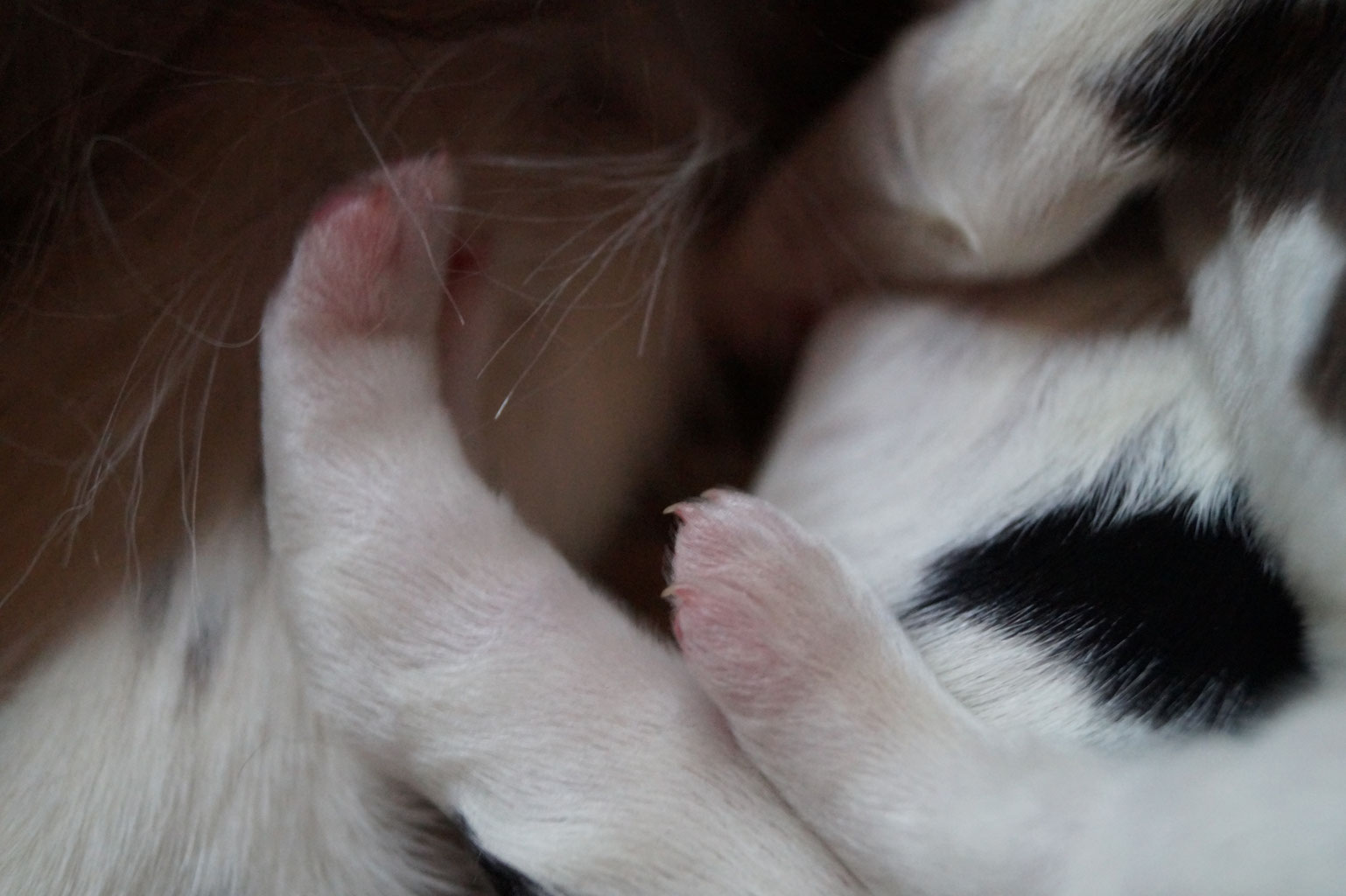 There are 20 little paws in the litter box right now, Photo: Ulf F. Baumann