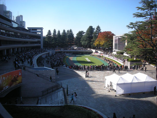 東京競馬場,パドック