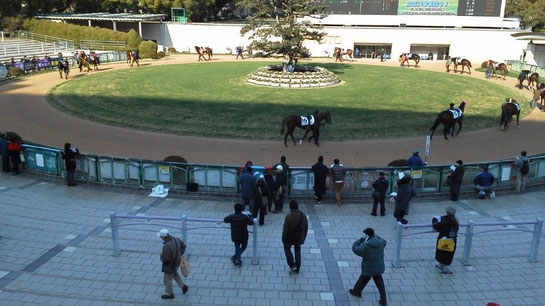 京都競馬場,丸パドック