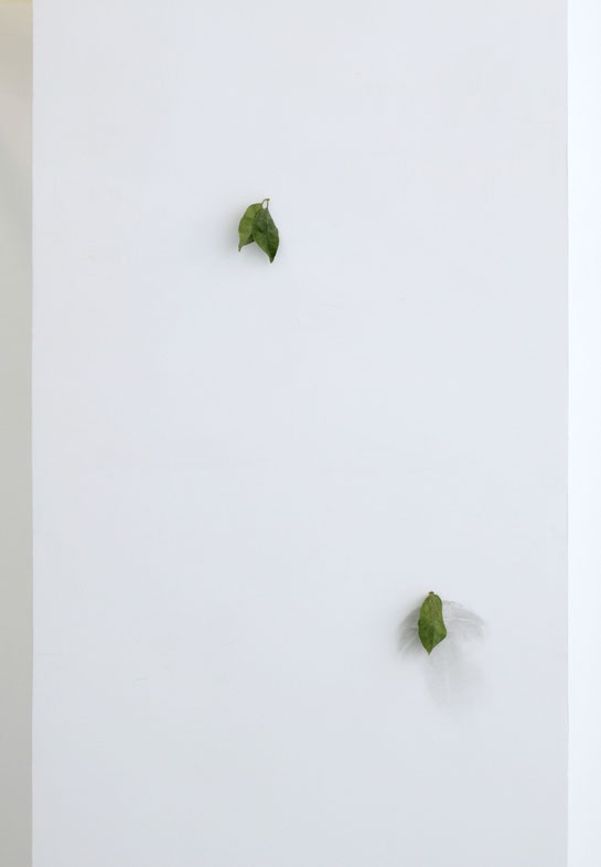 [ Calor frío ]  Conjunto de intervenciones sobre pared realizadas con elementos orgánicos y dibujo, que se irán transformando y cambiando por ello el diálogo poético que mantienen entre si. (2023)