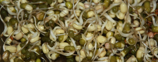 Alimentation pour perroquets