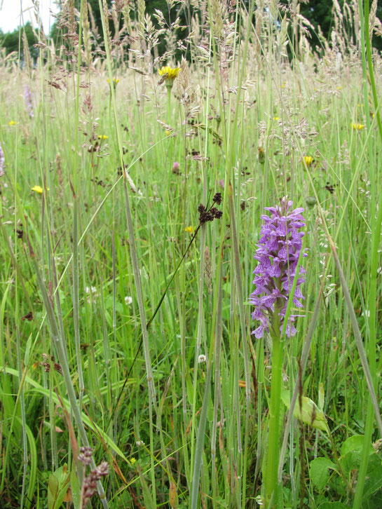 Gevlekte orchis, Dactylorhiza maculata maculata,  Gestreepte witbol