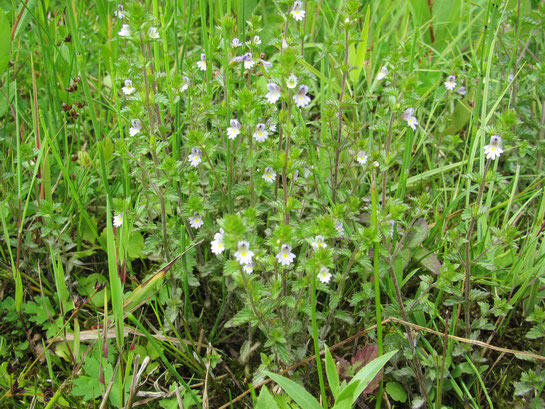 Stijve ogentroost, Euphrasia stricta