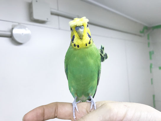 きちんとお手々にも乗れます(^^)