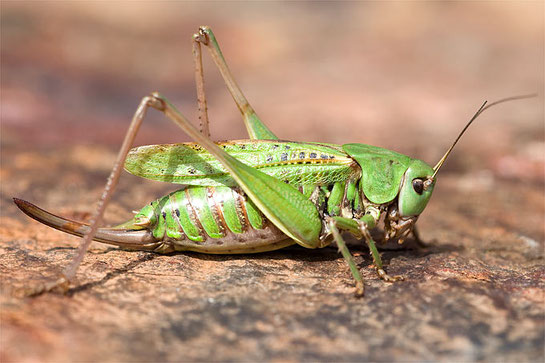 Foto: Warzenbeißer - Frank Derer