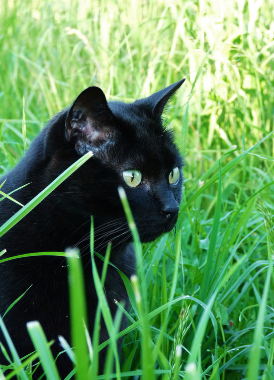 Merlin / black cat / chat noir / photos de crystal jones
