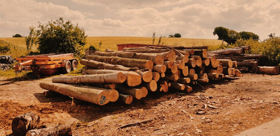 brennholz müller mueller sinsheim holz kaufen ofen holz heizen regional dühren sinsheim meckesheim heidelberg bad rappenau zulieferung forstwirtschaft sinsheim wald baum traktor