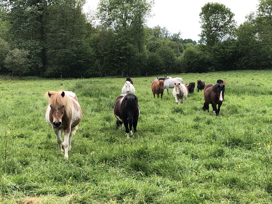 Les prés des poneys .