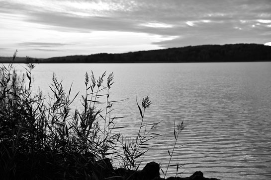 Naturfoto in Schwarzweiß mit Blick durch Schilfgras auf den Jasmunder Bodden auf Rügen von Angelika Zwick