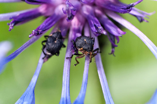 Makrofoto von zwei Weißpunktigen Schwertlilienrüsslern auf einer Kornblume von Angelika Zwick