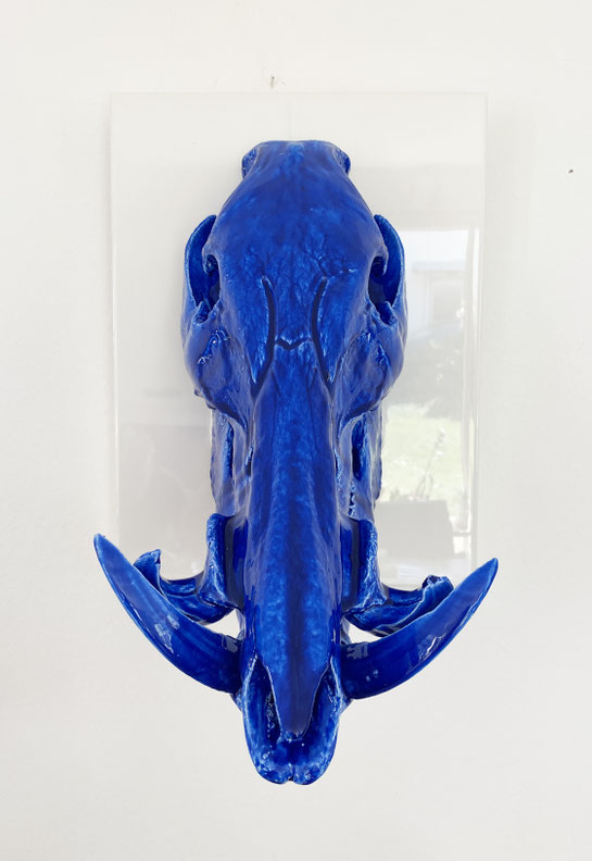 Wild boar skull blue epoxy