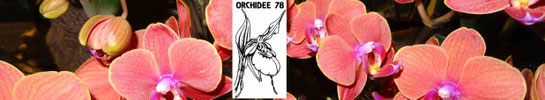Site de l' association Orchidee78