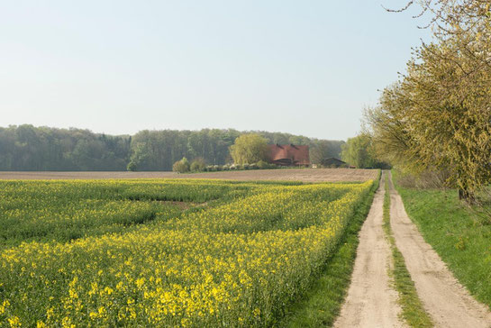 Das Bild zeigt ein blühendes Rapsfeld, das am rechten Bildrand von einem unbefestigten Feldweg gesäumt ist. Der Feldweg für zu einem Haus, das teilweise von Bäumen verdeckt in der Entfernung erscheint. Hinter dem Haus entlang des Horizonts ist ein Wald.