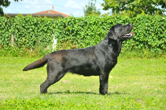 lab'spb temptation for sindia labrador nero
