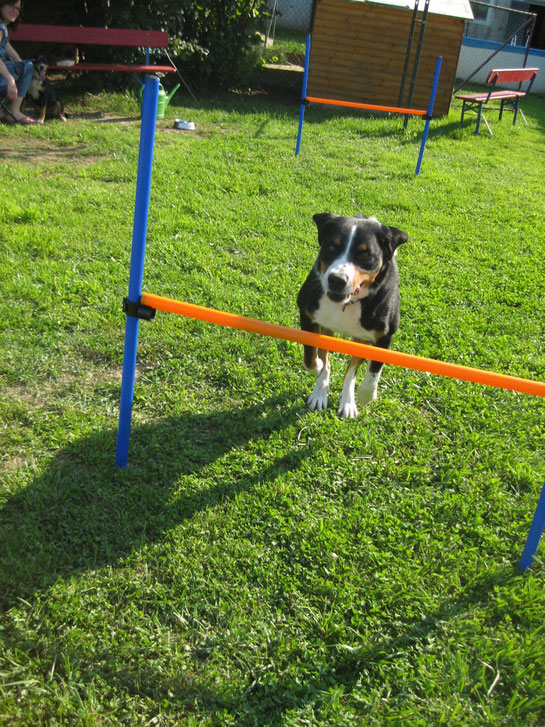 Sennenhund an der Hürde