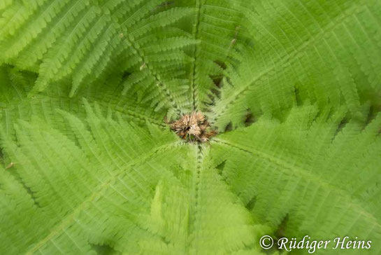 Straußfarn (Matteuccia struthiopteris) - während der Aufnahme gezoomt