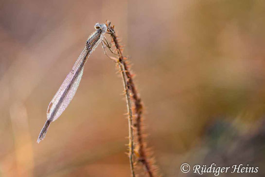 Weibchen der Gemeinen Winterlibelle mit Morgentau bedeckt
