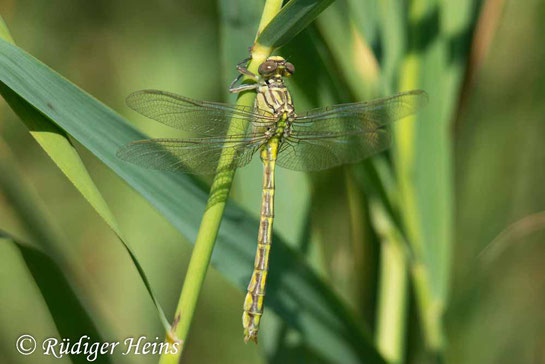 Frisch geschlüpftes Männchen der Eurasischen Keulenjungfer, Stylurus flavipes