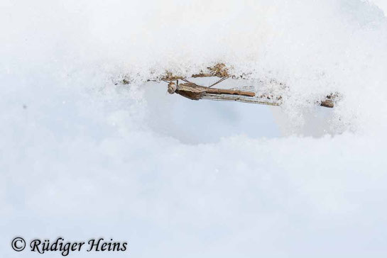 Ein fast vollständig eingeschneites Weibchen der Gemeinen Winterlibelle