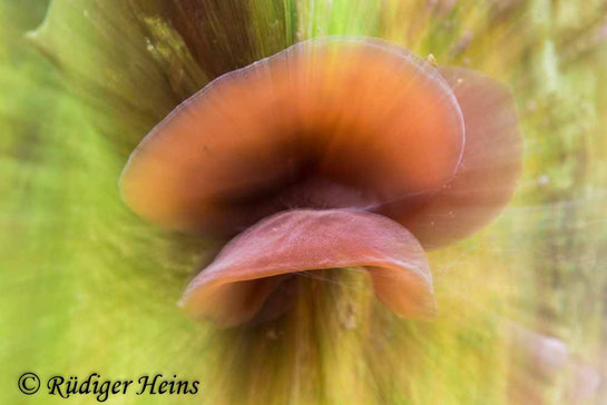 Judasohr, Holunderpilz, Auricularia auricula-judae), Zoom-Effekt