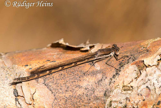 Gemeine Winterlibelle, Sympecma fusca, Weibchen beim Sonnenbad