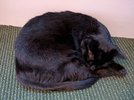 ホテルで飼われている黒猫はこのホテルのシンボル的な存在