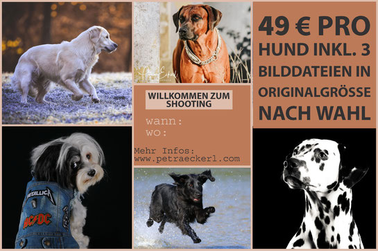 Gruppenshooting Sammelshooting Hunde München Bayern günstig
