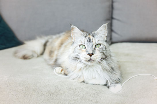 Katze mit Spielzeug