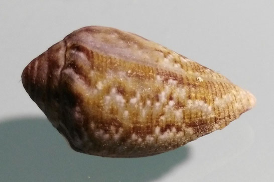 Lautoconus ventricosus da Santa Severa.