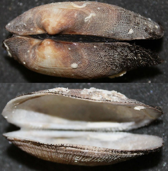 Barbatia barbata, Santa Marinella
