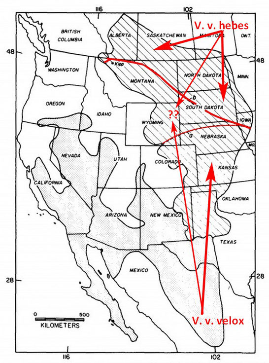 Map by Mark R. Stromberg & Mark S. Boyce, 1986. Systematics and Conservation of the Swift Fox, Vulpes velox, in North America. 