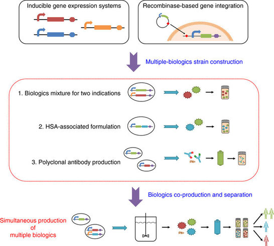 Graphic shows the production steps for on-demand co-production of biologics